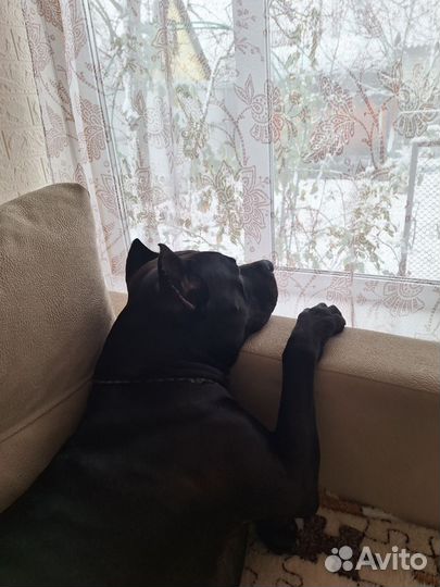 Питбуль вязка