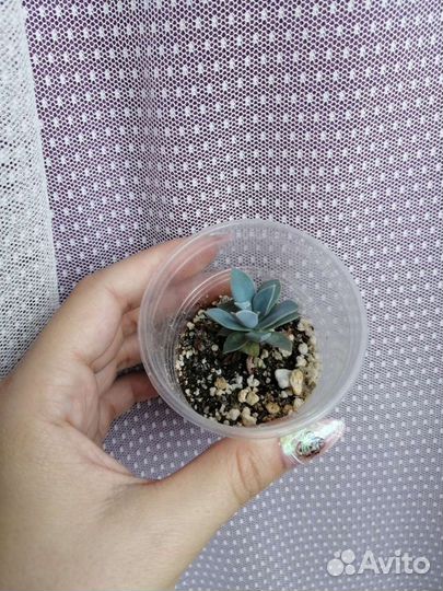 Суккуленты