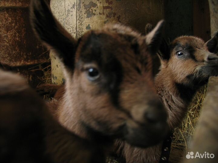 Чешские козочки и козлики