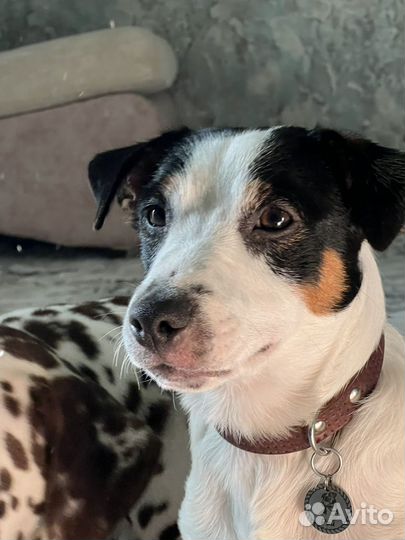 Джек рассел терьер