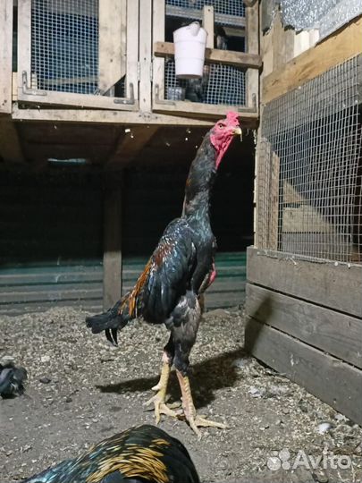 Бойцовский петух