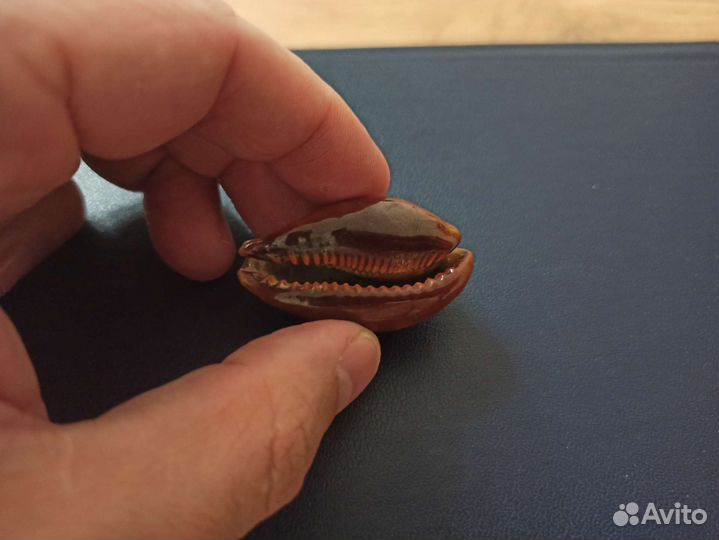 Морская раковина