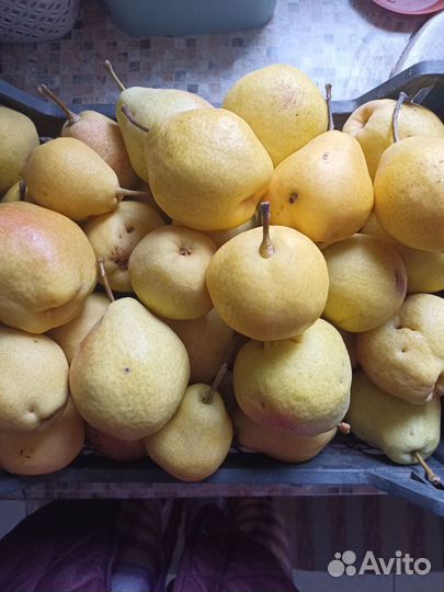 Груша киффер