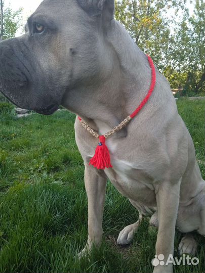 Оберег для собаки