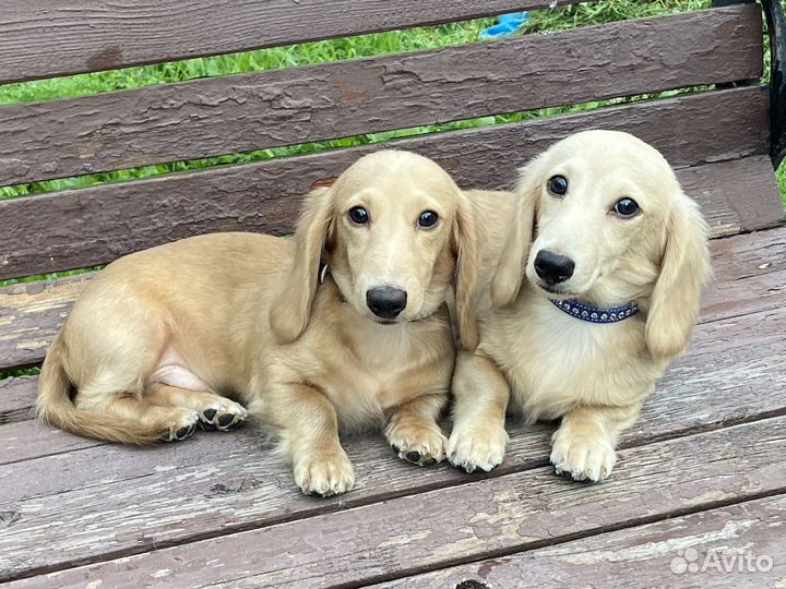 Щенки таксы кремовой (английский крем)
