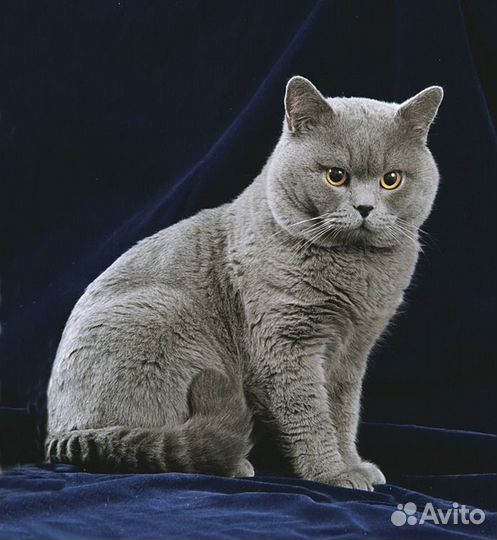 Британский кот