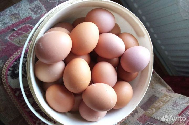 Куры Несушки, Бесплатная доставка