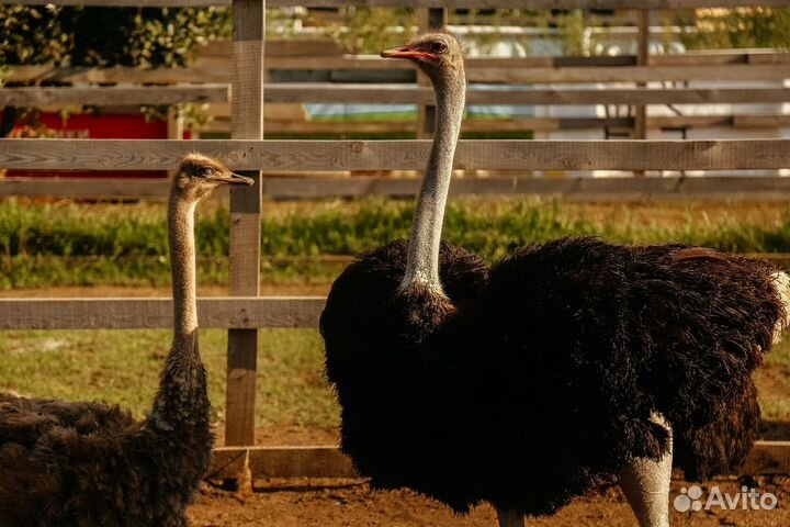 Страусята, яйцо инкубационное страуса