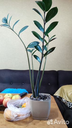 Замиокулькас