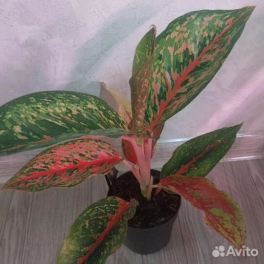 Сортовые аглаонемы