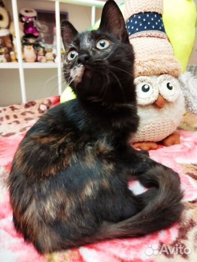 Кошка в дар