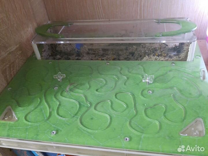 Муравьиная ферма с муравьями