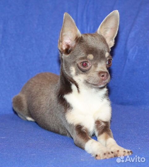 Девочка чихуахуа 5 мес