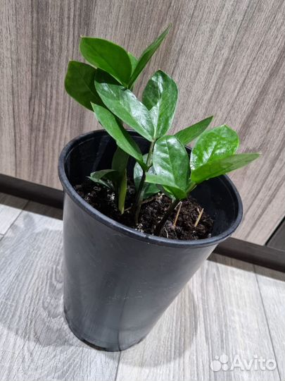 Замиокулькас