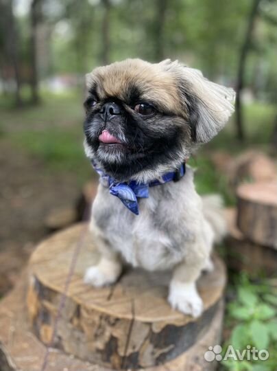 Передержка собак Надёжный Догситтер