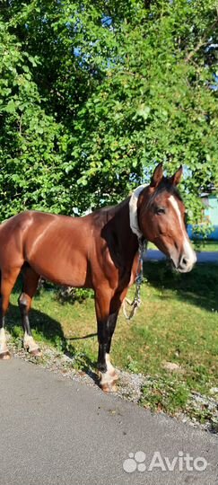 Жеребец рысак