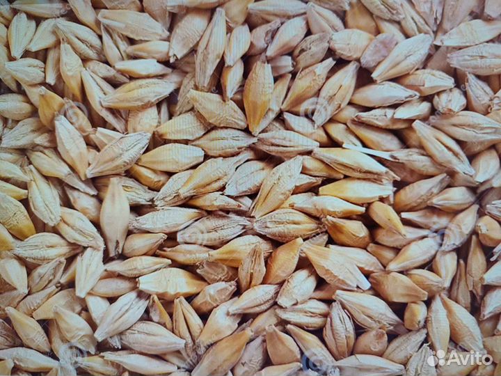 Кфх реализует ячмень,овес (Башкортостан)