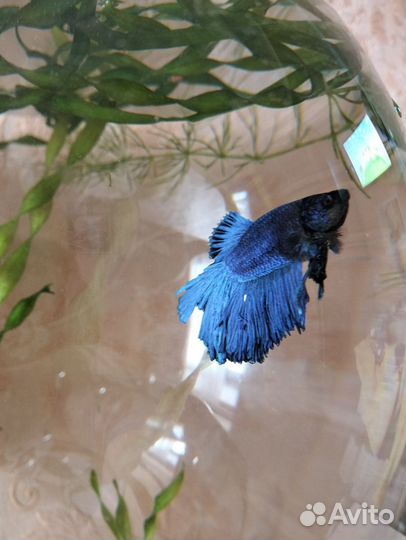 Аквариум и рыбки