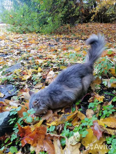 Кошка в дар