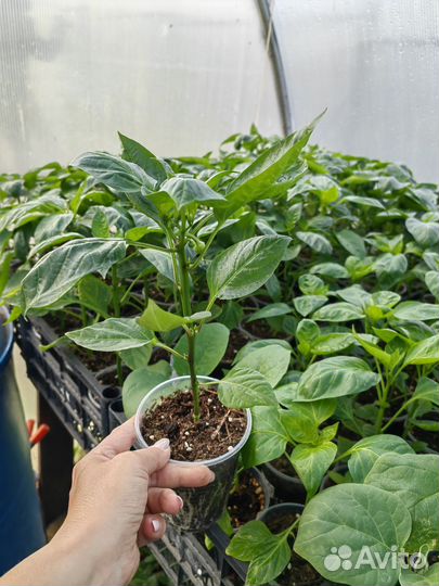 Рассада помидор, перца и баклажан