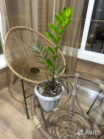 Замиокулькас и черный равен цветы