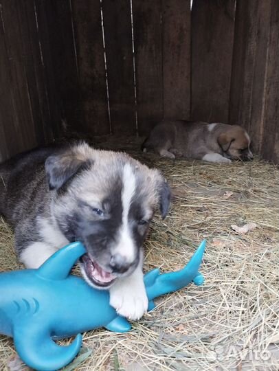 Щенки дворняги