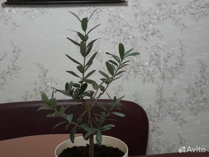 Оливковое дерево