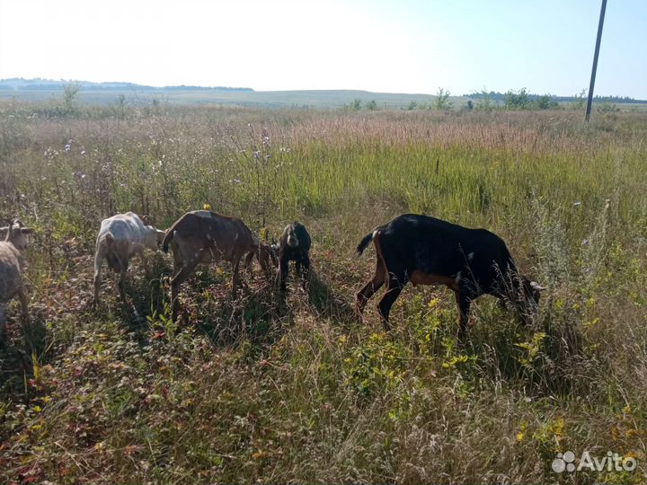 Нубийские козлики и козочки