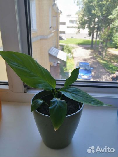 Спатифиллум (Женское счастье)