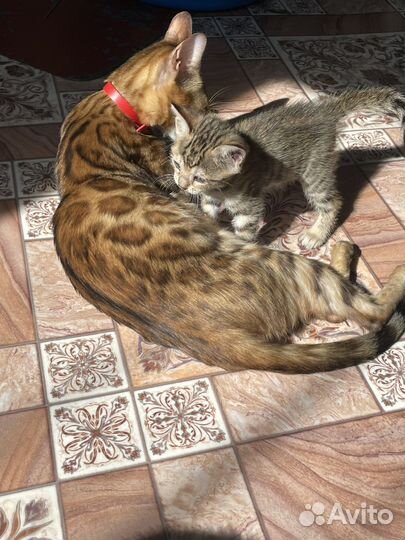 Бенгальская