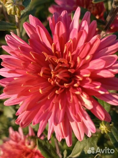 Хризантемы