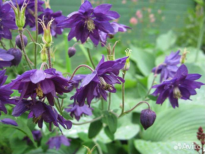 Саженцы сливы, девичий виноград и др