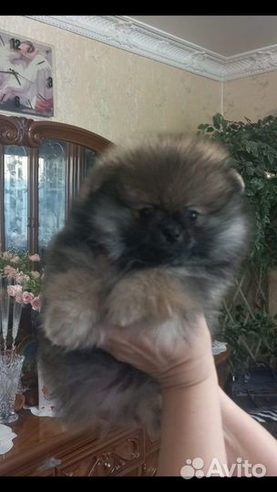 Щенки шпица