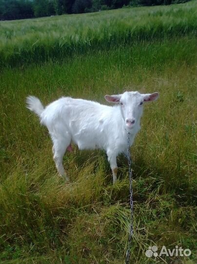 Распродажа стада коз