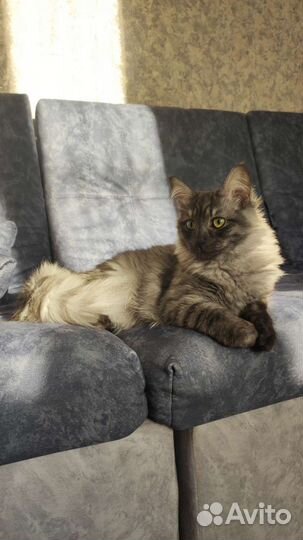Сибирский кот