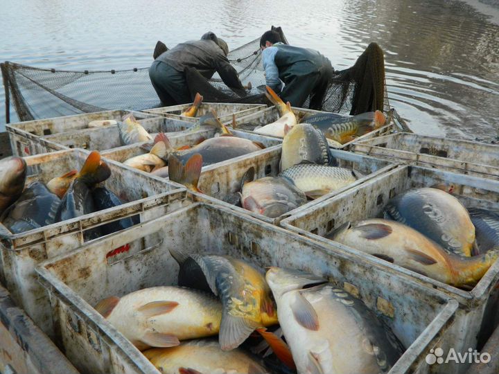 Карп живой опт