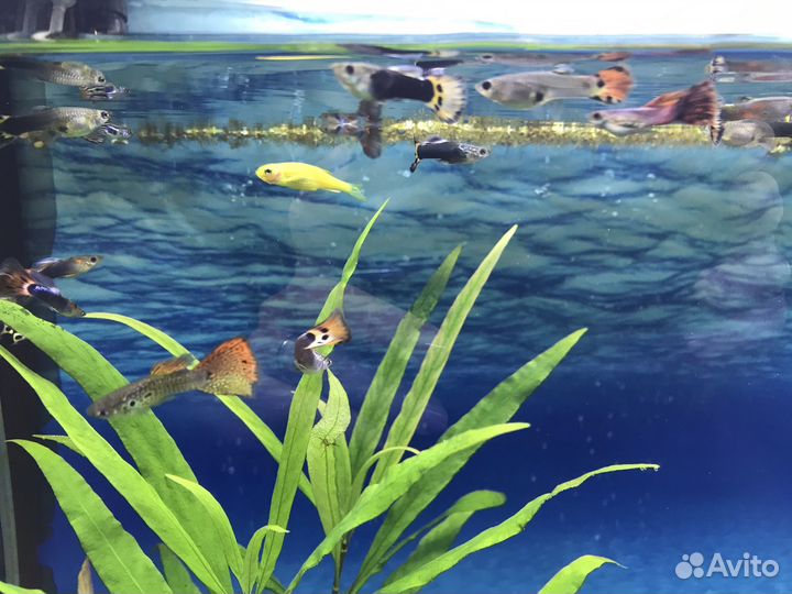 Самочки гуппи