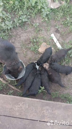 Щенки немецкой овчарки