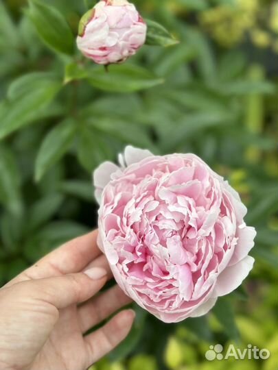 Корни пиона