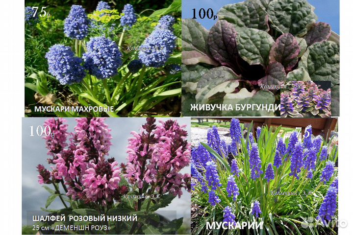 Почвопокровные Многолетники Хосты Почтой (Часть1)