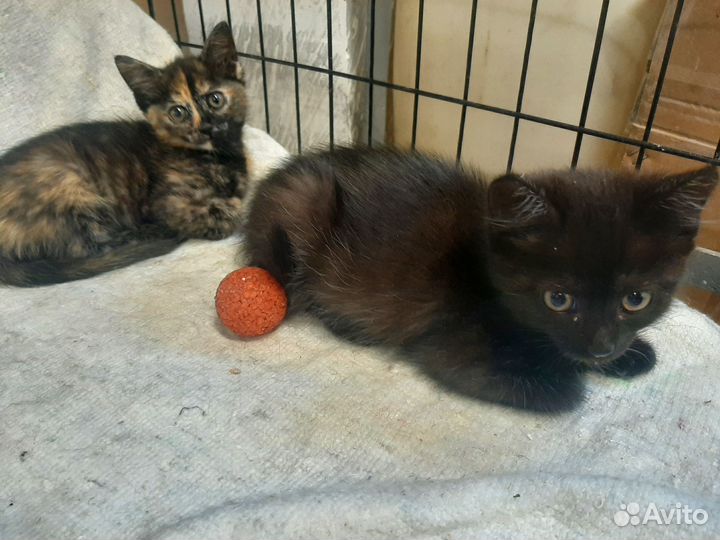 Кошка в дар бесплатно