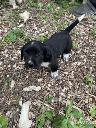 Щенки спаниеля