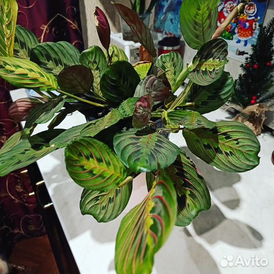 Маранта триколор