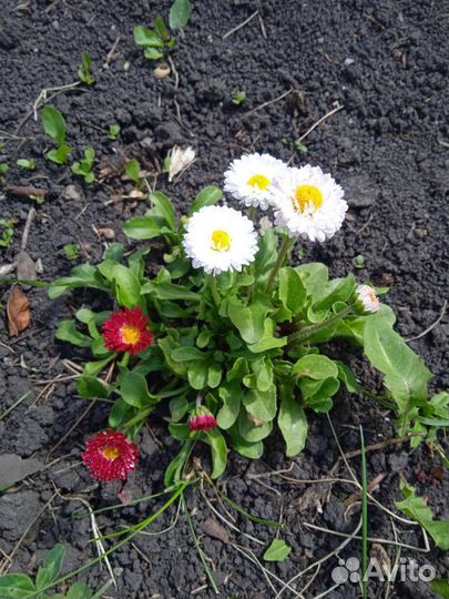 Рассада цветов, мяты, виктории