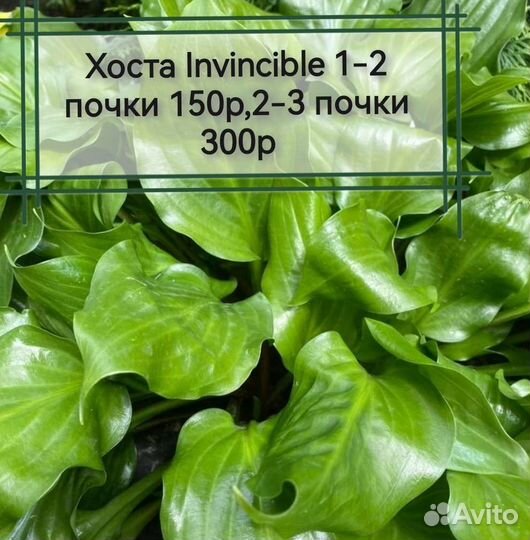 Многолетние садовые растения