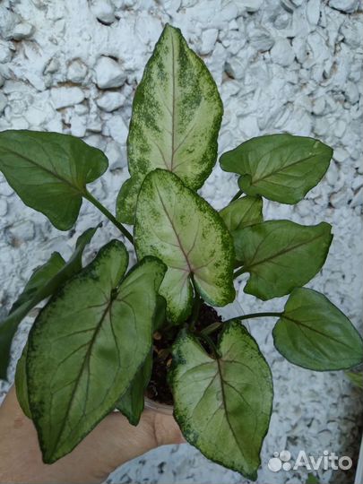 Сингониум Орм мани, комнатные растения