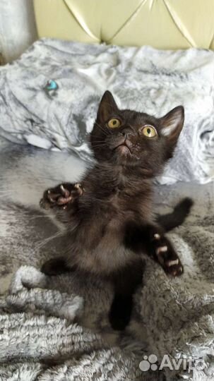 Кошка бесплатно