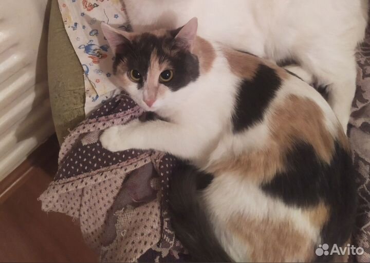 Кошка стерилизованная