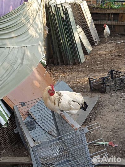 Молодые петухи