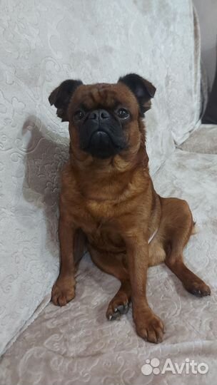 Пти брабансон вязка